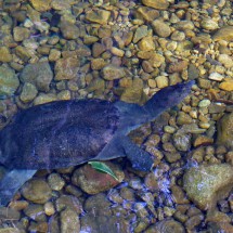 Turtle in the water of Klong Plu